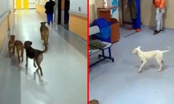 Hastane Koridorları Başıboş Köpeklere Emanet