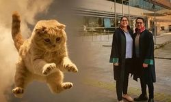 Hastanede Tavandan Düşen Metal Plaka Ve Kedi Hastayı Yaraladı