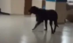 Mersin Toros Devlet Hastanesi İçerisinde Başıboş Köpek Paniği