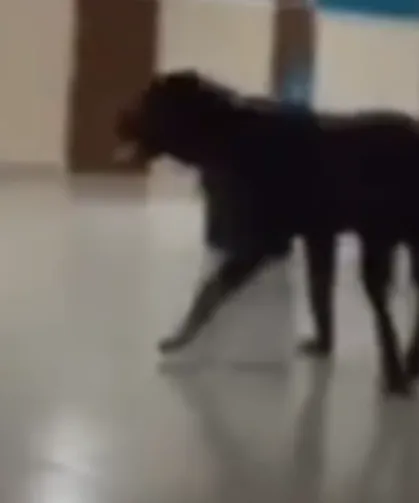 Mersin Toros Devlet Hastanesi İçerisinde Başıboş Köpek Paniği