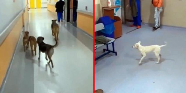 Hastane Koridorları Başıboş Köpeklere Emanet