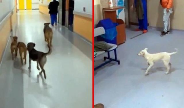 Hastane Koridorları Başıboş Köpeklere Emanet