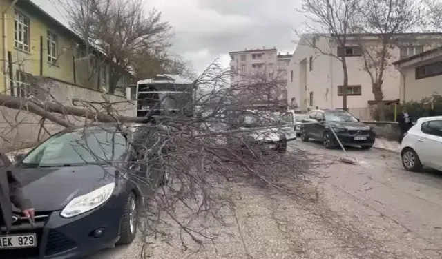 Elazığ’da Hastane Bahçesinde Ağaç Devrildi: 3 Yaralı